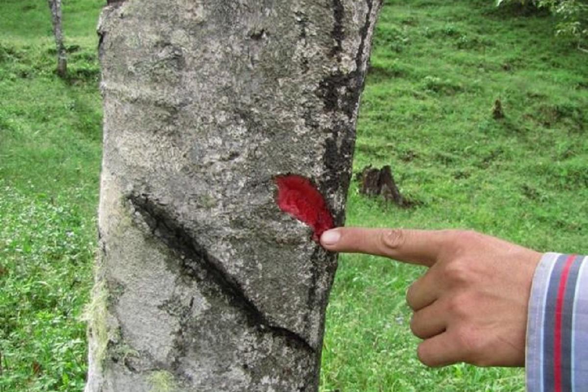 Uña de Gato y Sangre de Grado